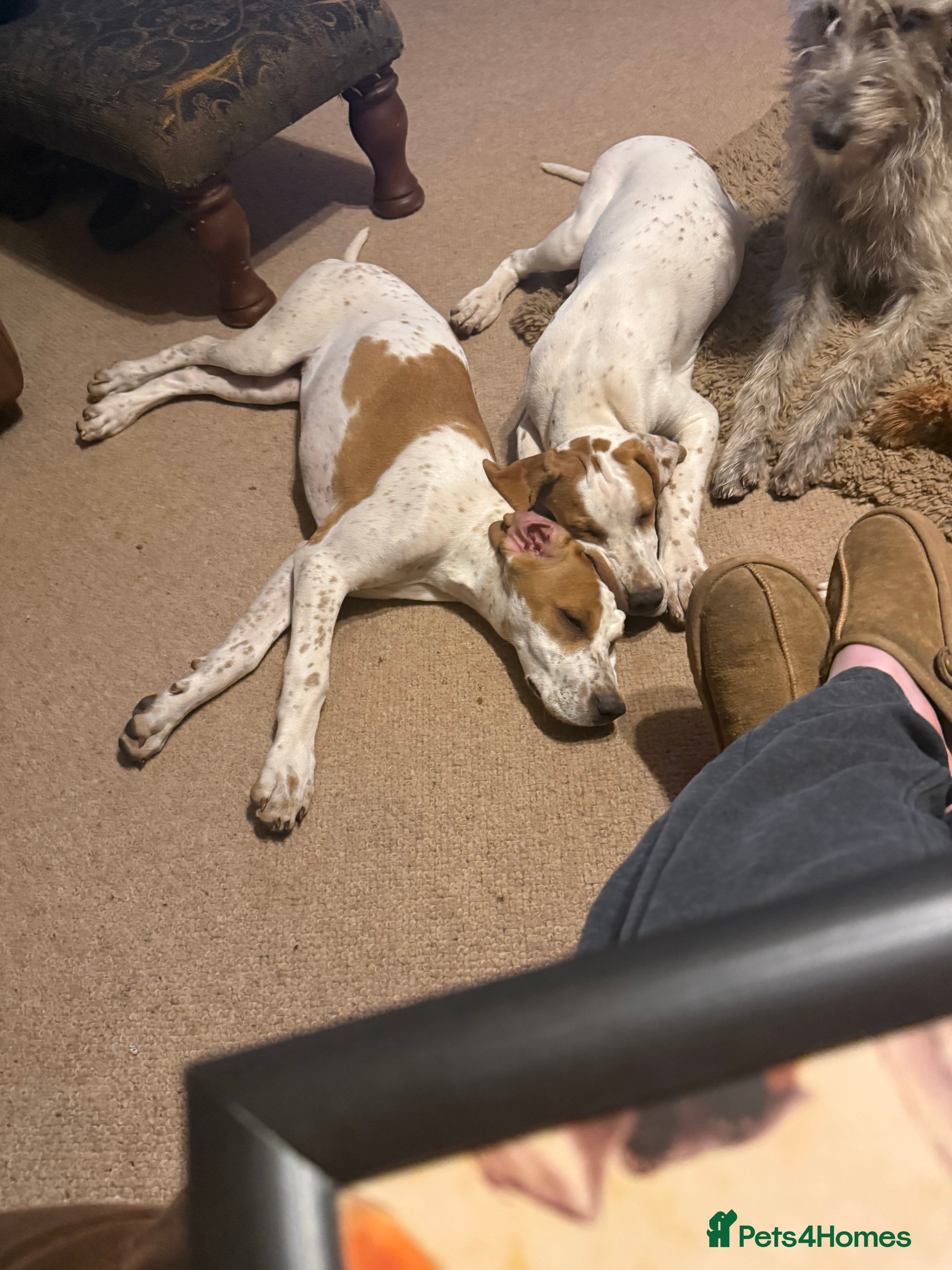 Pointer dogs STILL LOOKING FOR HER FOREVER HOME English Pointer - Advert 9