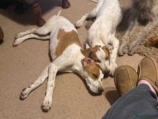 Pointer dogs STILL LOOKING FOR HER FOREVER HOME English Pointer - Advert 9