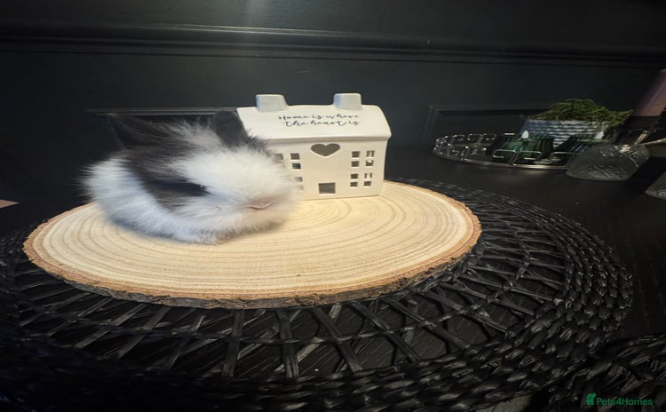 Lionhead rabbits - Advert 1