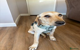 Mixed Breed dogs for sale: New foster or adoption home needed🏡 - Image 7