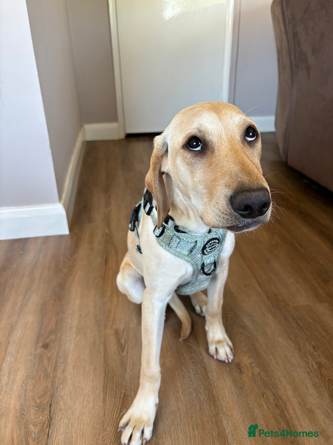 Mixed Breed dogs for sale: New foster or adoption home needed🏡 - Image 7