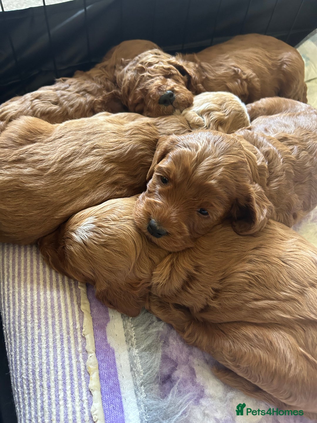 Cockapoo dogs for sale: F1b cockapoo puppies - Image 16