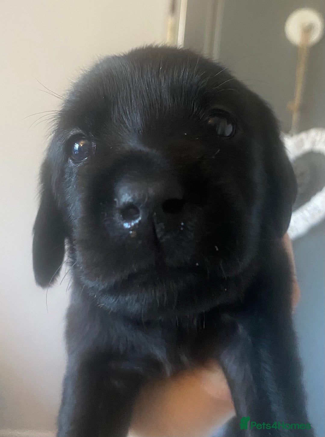 Goldador dogs for sale: 🐾7 Beautiful Labrador x Retriever Puppies🐾 - Advert 7