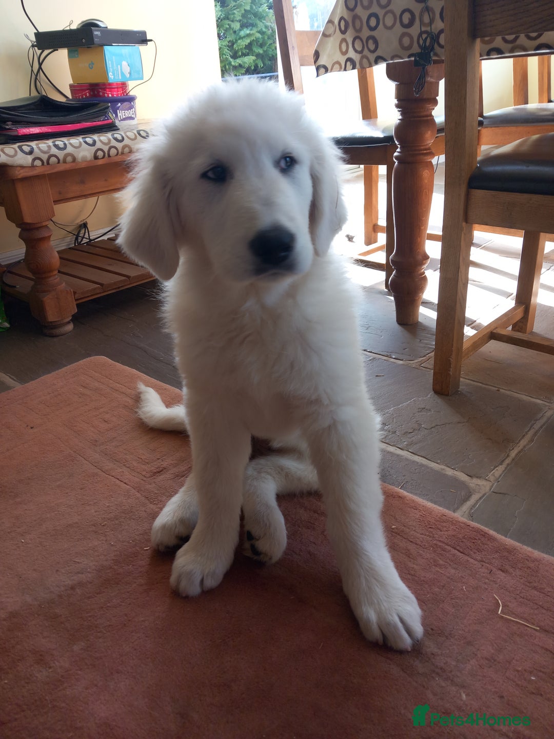 Maremma Sheepdog Training Grooming Maremma Sheepdog Training Long