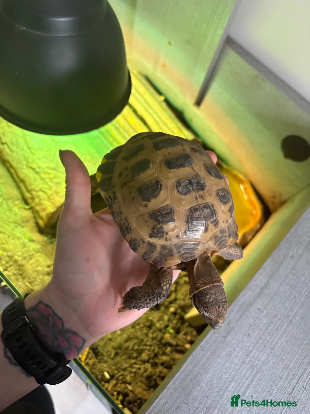 Tortoise reptiles for sale: 5 year old tortoise to be rehomed  - Advert 3