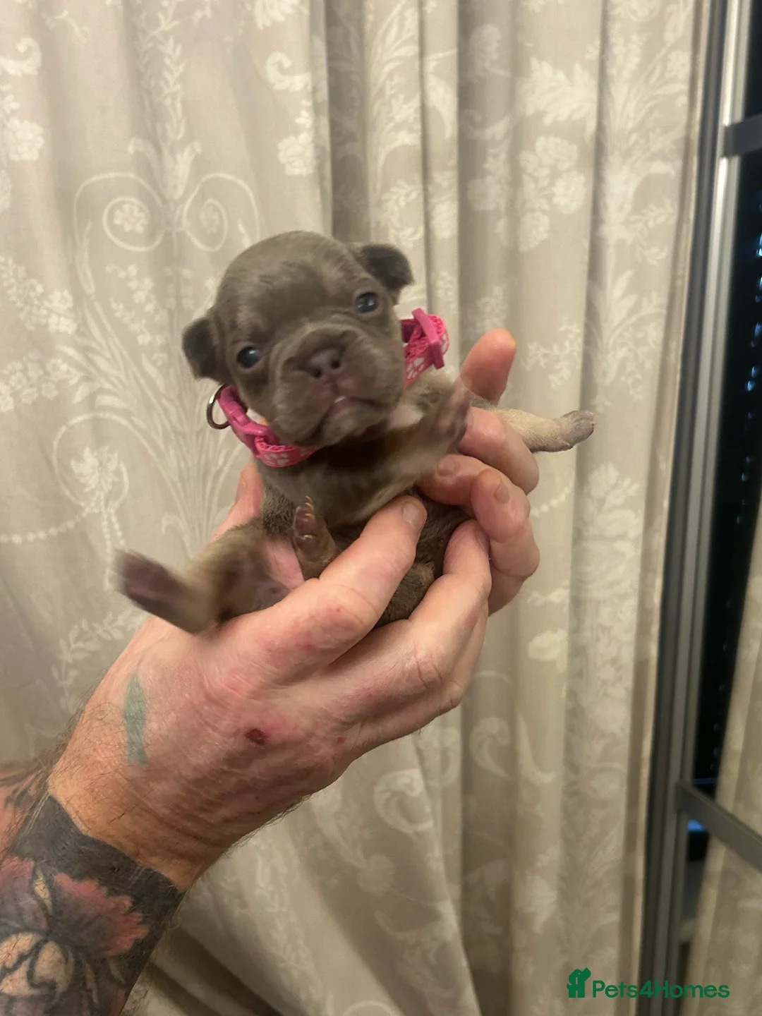 French Bulldog dogs for sale: 9 top quality fluffy carrying french bulldogs  - Advert 13