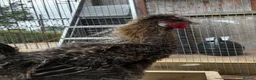Chickens poultry for sale: Bearded silkie cockerel/ cocoo  - Advert 4