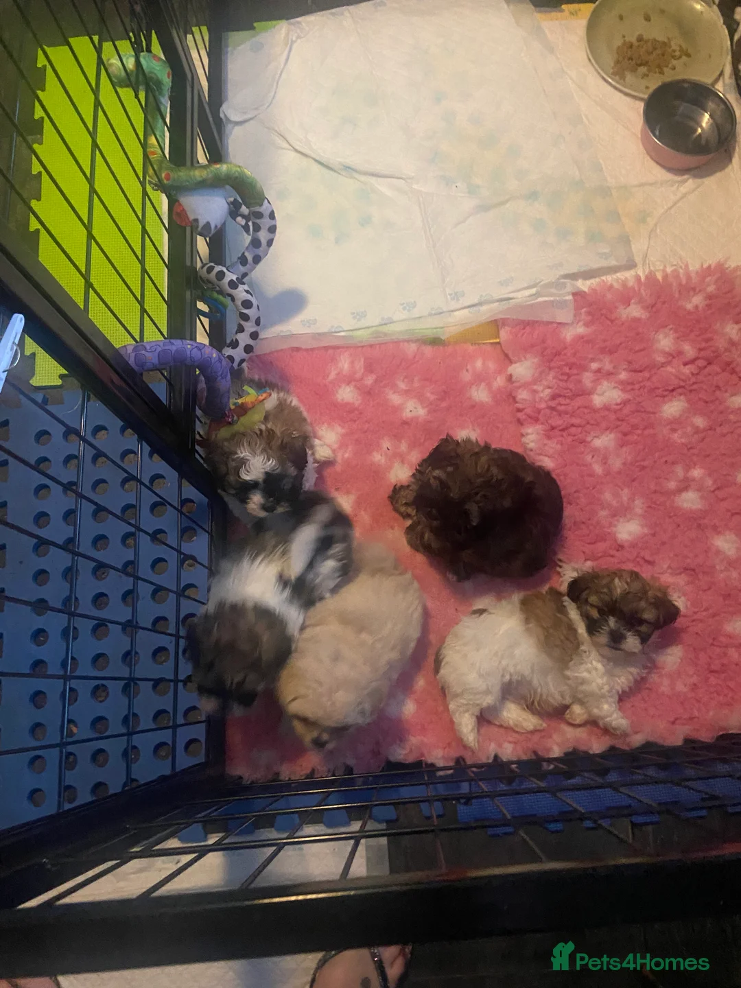 Bichon Frise dogs for stud: Bichon Frise *for stud only* in Hoddesdon - Advert 7