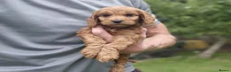 Cockapoo dogs for sale: Cockapoo pups in Wingate - Advert 4
