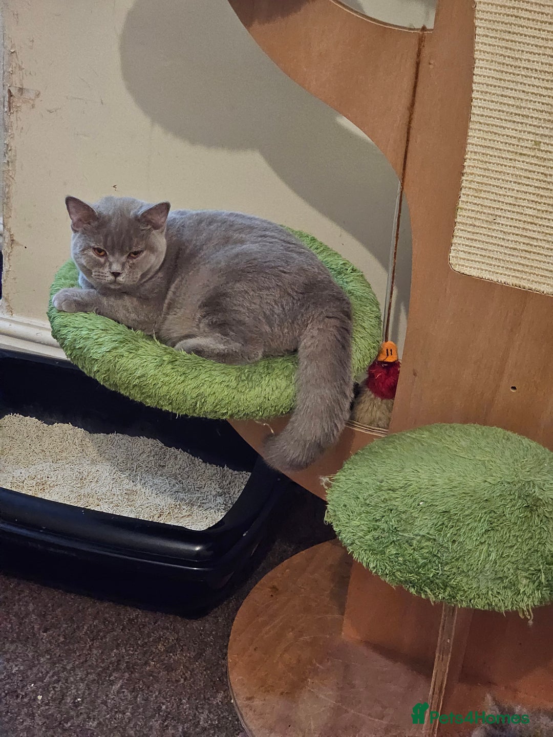 British Shorthair cats for sale: British shorthair and longhair  - Advert 15