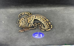 Python Snake reptiles for sale: Royal pythons from £20 - Image 9