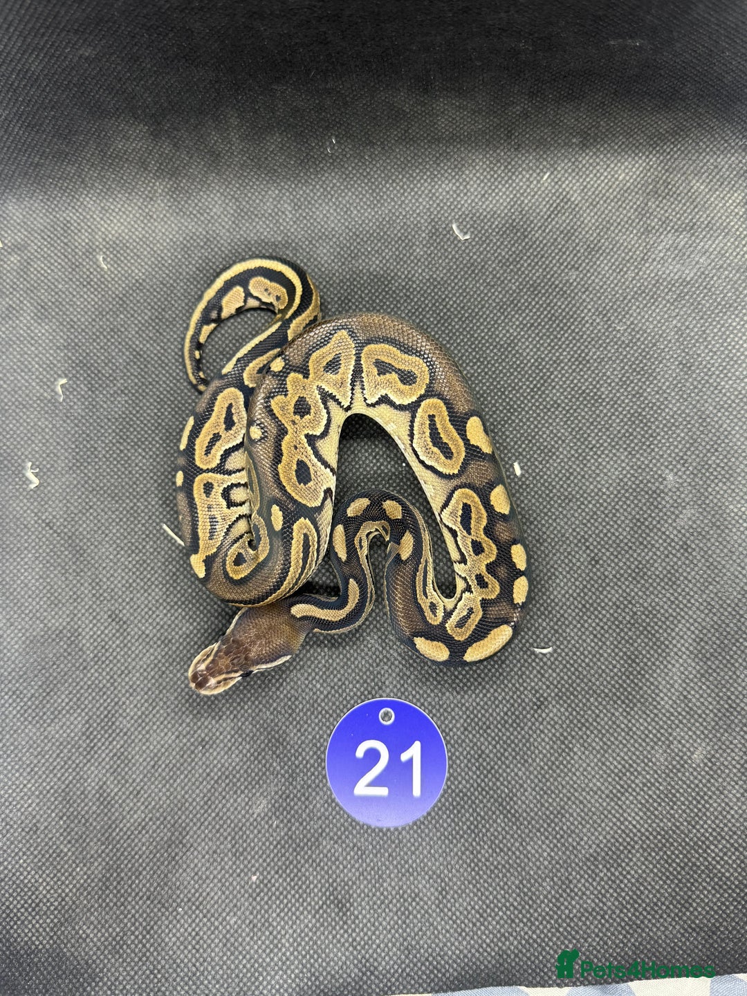 Python Snake reptiles for sale: Royal pythons from £20 - Image 9
