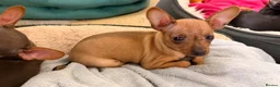 Russian Toy Terrier dogs for sale: Russian Toy Terrier - Advert 2