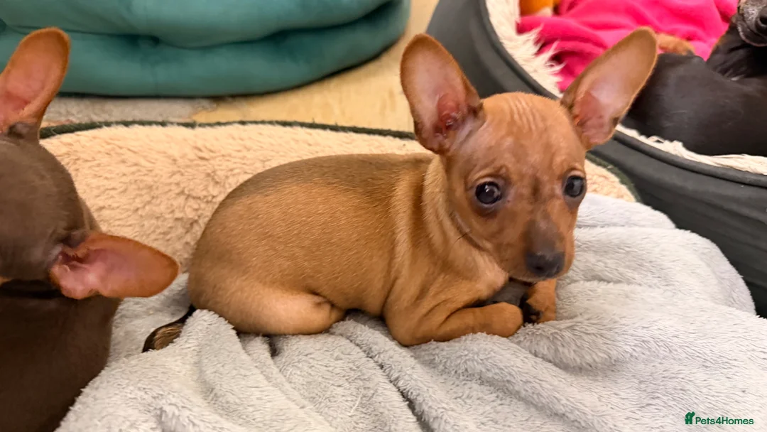 Russian Toy Terrier dogs for sale: Russian Toy Terrier - Advert 2