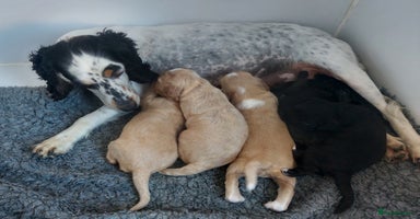 Cocker Spaniel dogs - Advert 12