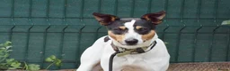 Jack Russell dogs for adoption: Chiqui - Advert 1