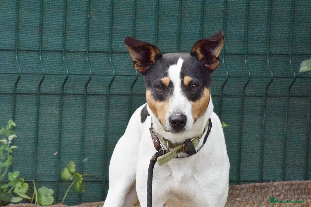 Jack Russell dogs for adoption: Chiqui - Advert 1