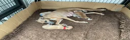 Italian Greyhound dogs for sale: Gorgeous Kc reg Italian greyhound  - Advert 22