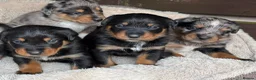 Mixed Breed dogs for sale: Border Rotty puppies for sale  - Advert 4