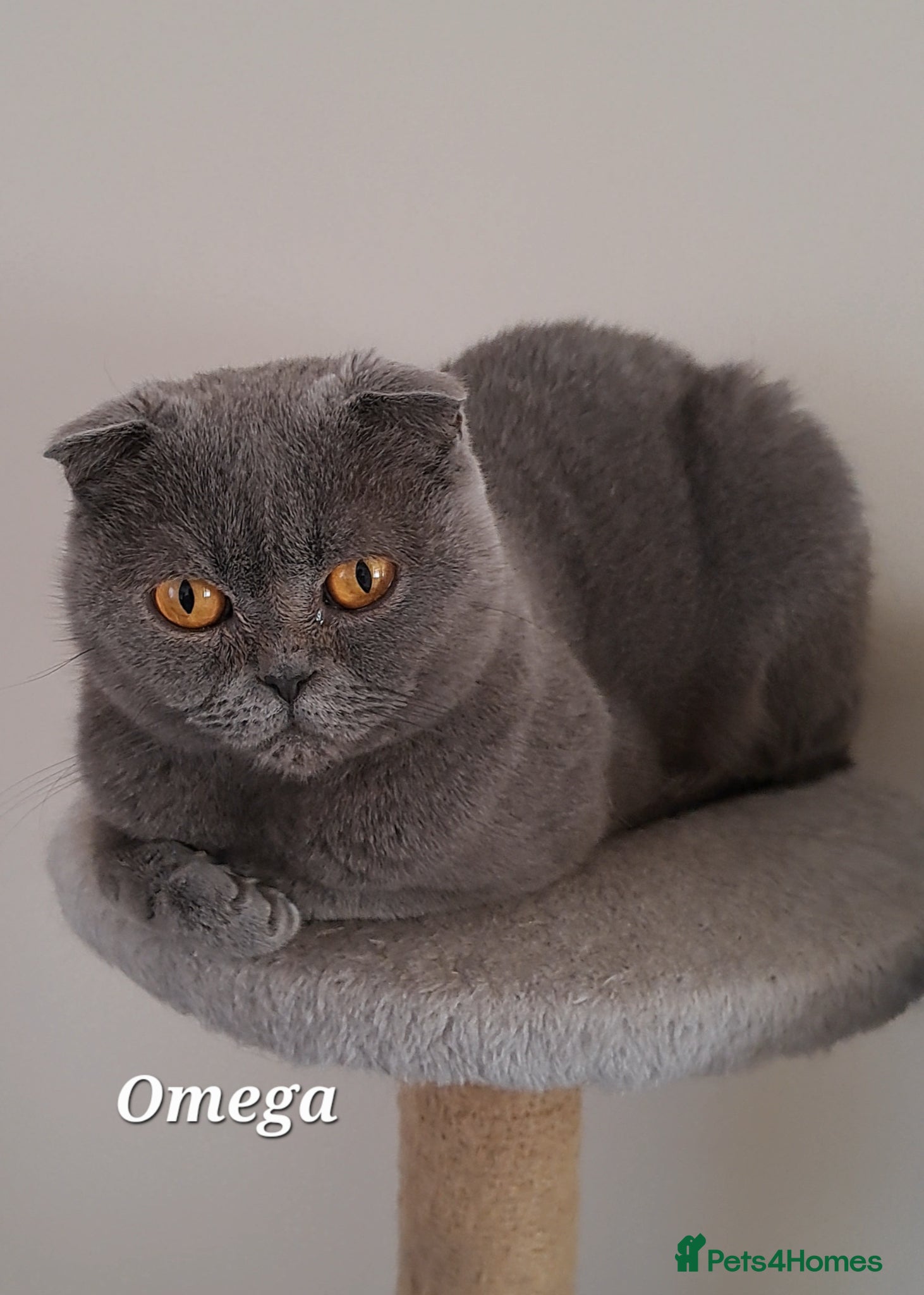 Brazilian Shorthair cats for sale: British Shorthair Blue REHOMING  - Advert 6