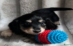 Miniature Dachshund dogs for sale: LONGHAIRED MINIATURE CREAM PUPPIES🐾🩵 - Image 17
