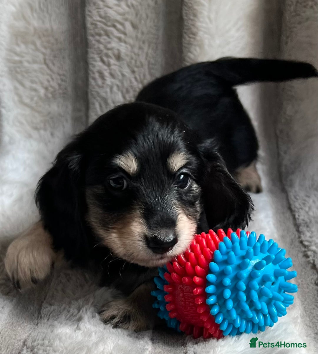 Miniature Dachshund dogs for sale: LONGHAIRED MINIATURE CREAM PUPPIES🐾🩵 - Image 17