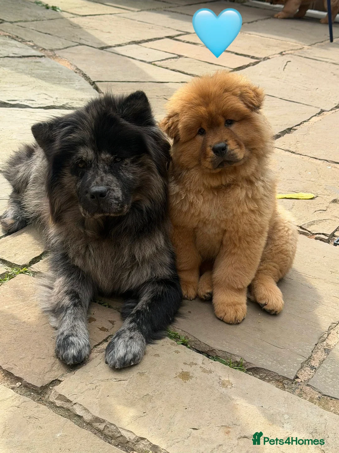 Chow Chow dogs for sale: 🐻‍❄️ Beautiful Red Chow Chow Puppies  - Advert 1