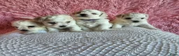 Bichon Frise dogs for sale: Bichon Frise puppy's  - Advert 7