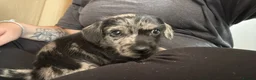 Mixed Breed dogs for sale:     Beautiful Boy Full Of Love & Personality 🖤 - Advert 13