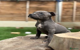 Staffordshire Bull Terrier dogs for sale: Quality Staffordshire Bull Terriers  - Image 25