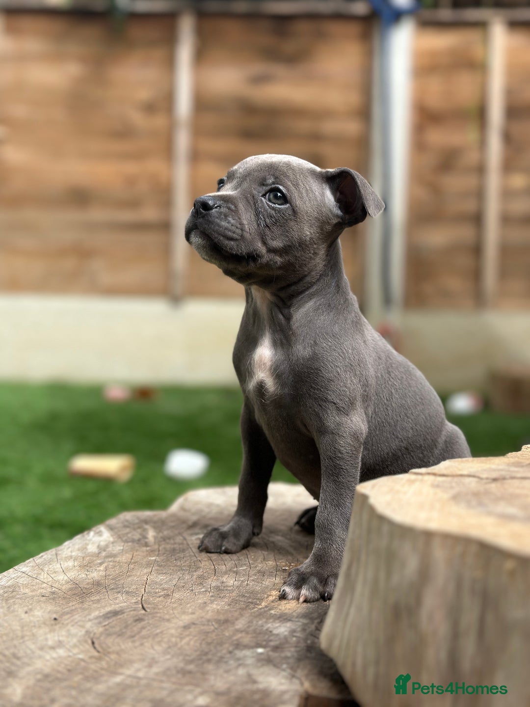 Staffordshire Bull Terrier dogs for sale: Quality Staffordshire Bull Terriers  - Image 25