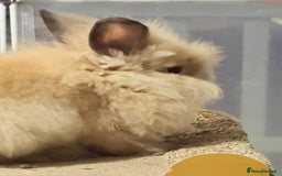 Lionhead rabbits for sale: Double Mane (f)&No Mane(m) Lionhead £50 & £2 - Image 7