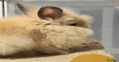 Lionhead rabbits - Advert 7