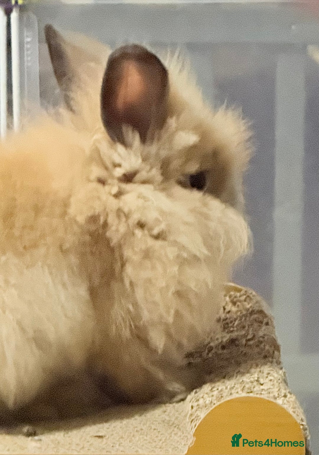 Lionhead rabbits for sale: Double Mane (f)&No Mane(m) Lionhead £50 & £2 - Image 7