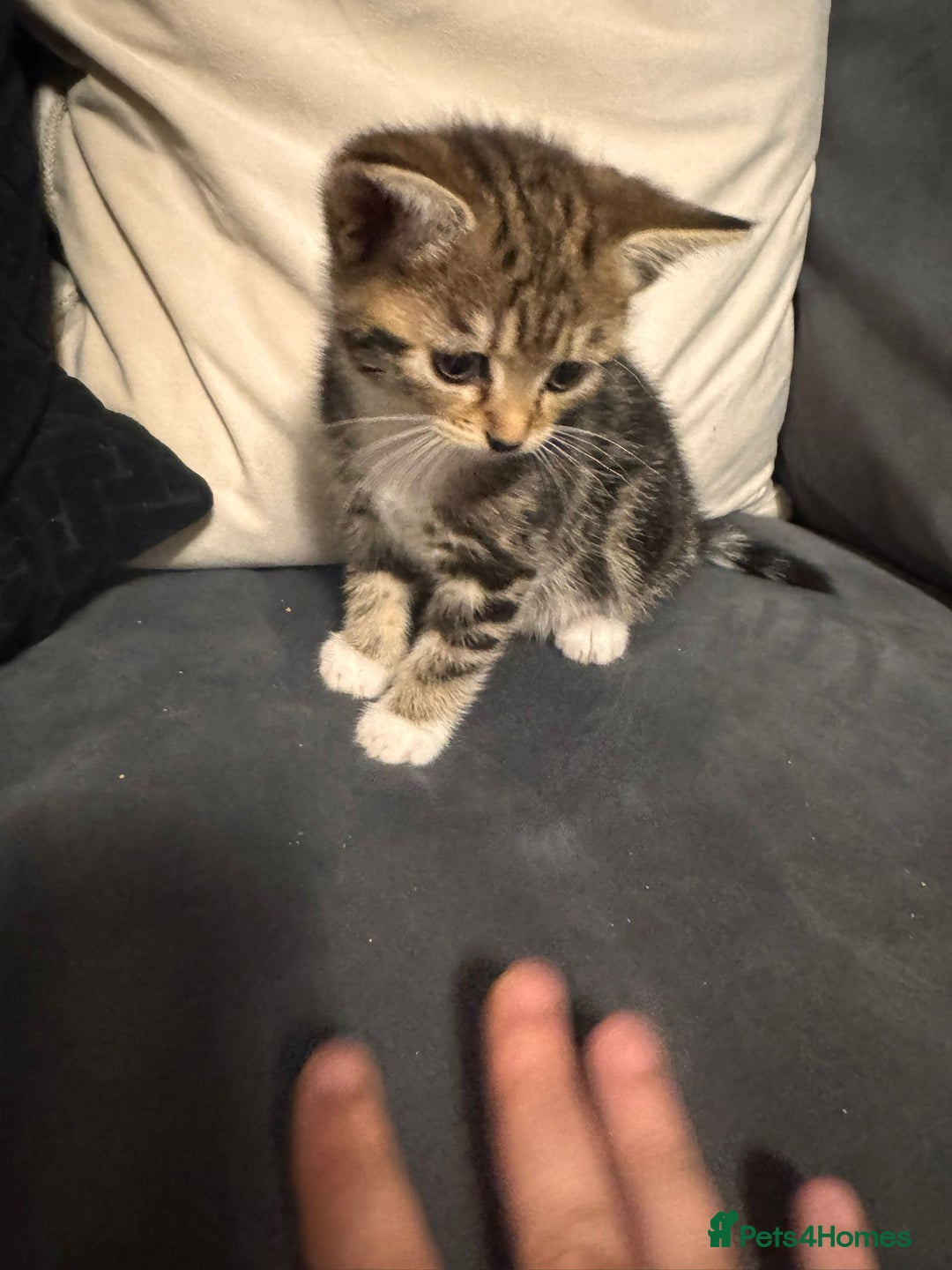Mixed Breed cats for sale: 2 girl kittens  - Image 1