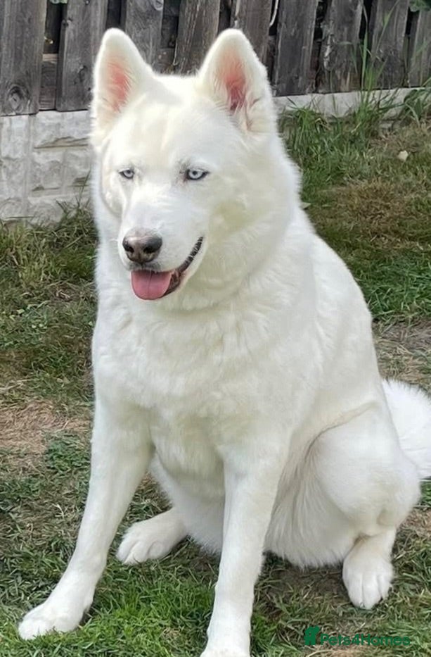 Siberian Husky dogs Beautiful Siberian husky puppies - Advert 1
