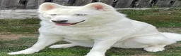 Siberian Husky dogs for sale: Beautiful Siberian husky puppies - Advert 1