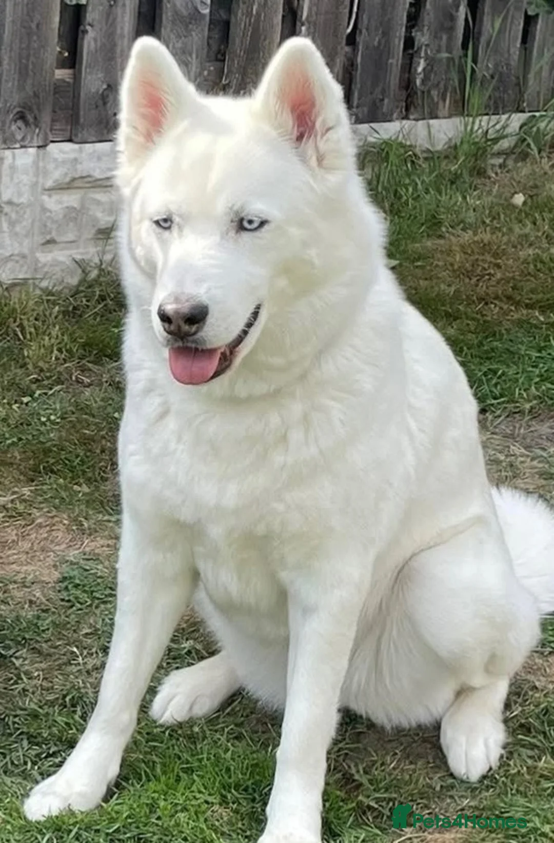 Siberian Husky dogs for sale: Beautiful Siberian husky puppies - Advert 1