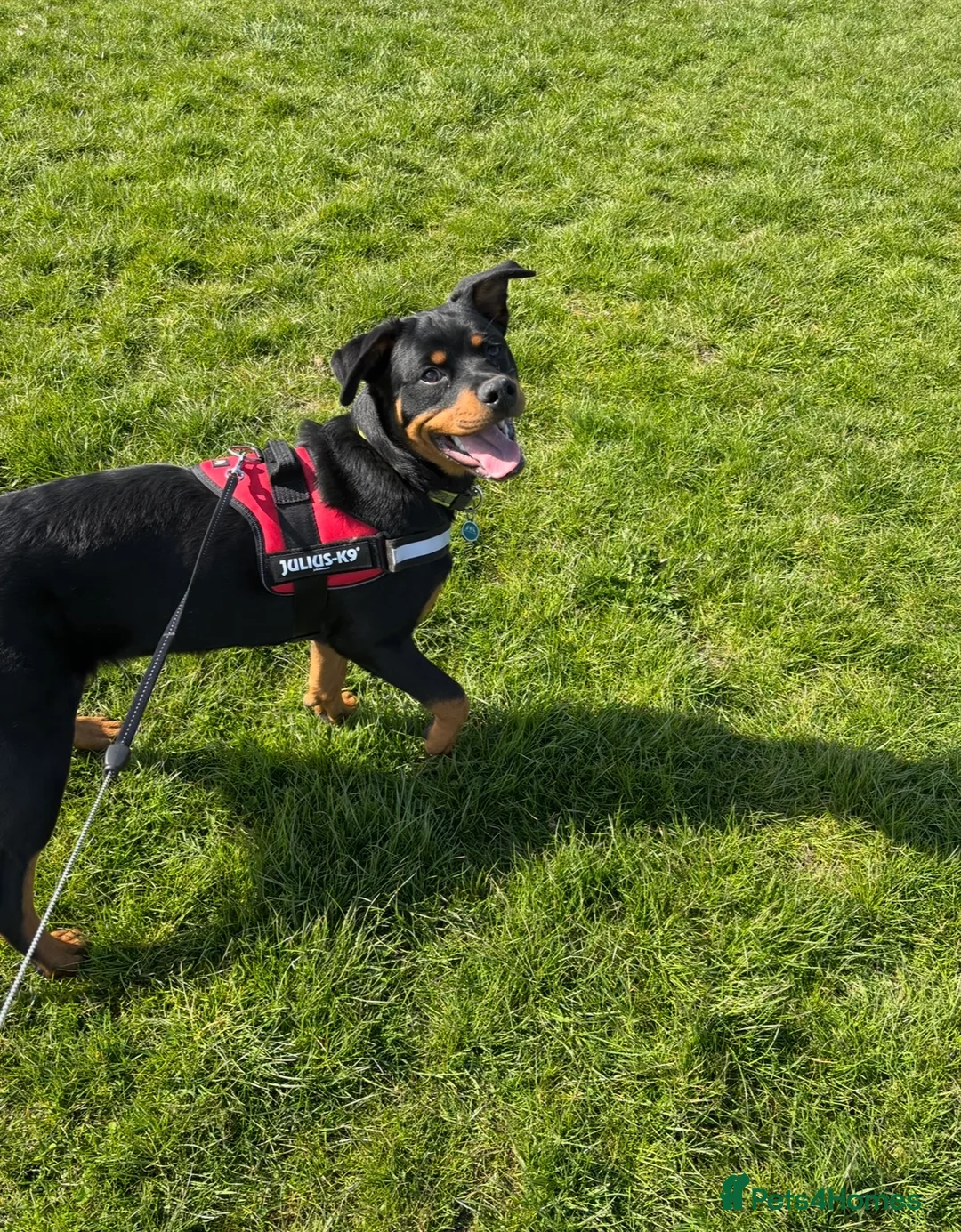 Rottweiler dogs for sale: Gorgeous Rottweiler girl 16 months old kc reg - Advert 6