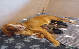 Cocker Spaniel dogs for sale: Working cocker spaniels 4 weeks old - Image 22