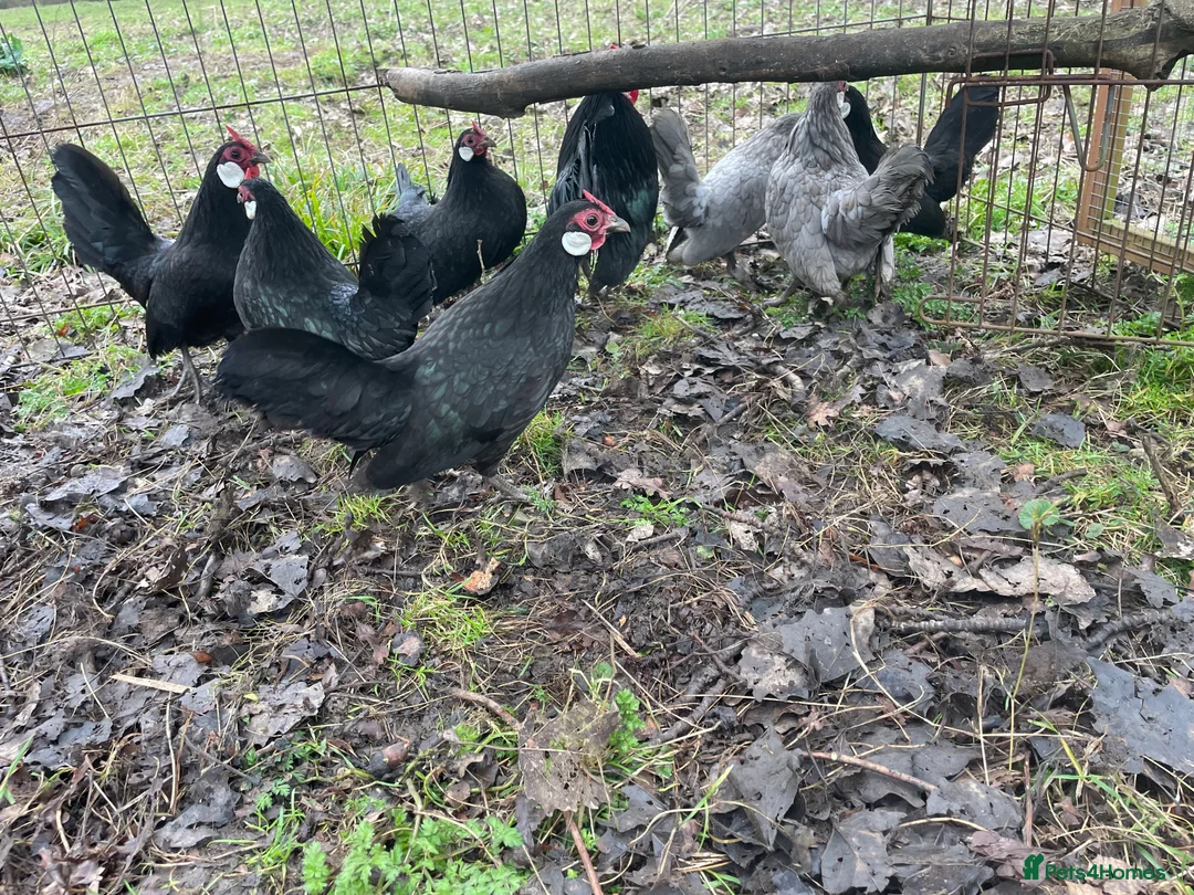 Chickens poultry for sale: Rosecombs  in Leicester - Advert 3