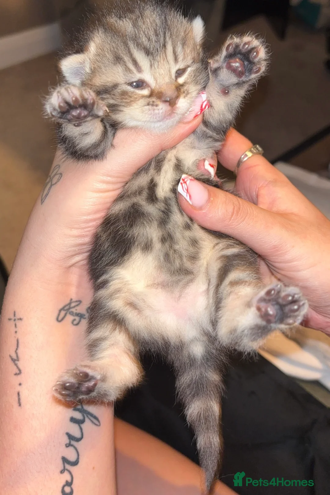 Mixed Breed cats for sale: 1:4 Mainecoon kittens  - Advert 6