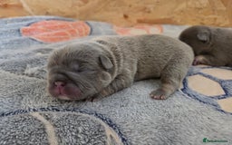 French Bulldog dogs for sale: 5 beautiful male french bulldog puppies  - Image 6
