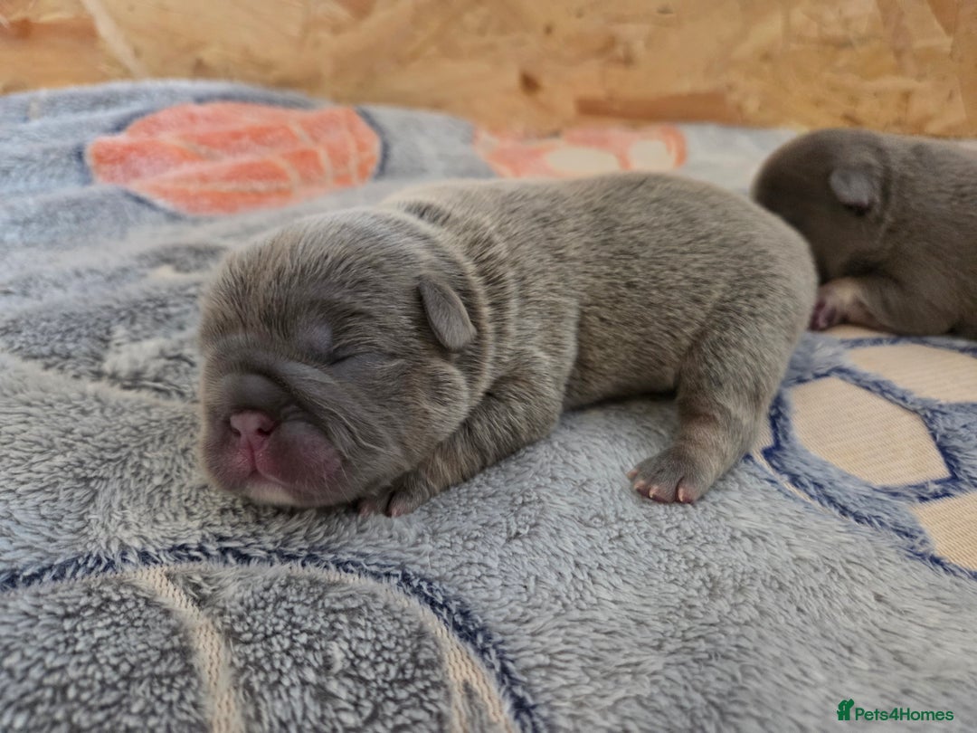 French Bulldog dogs for sale: 5 beautiful male french bulldog puppies  - Image 6
