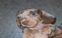 Miniature Dachshund dogs for sale: 💜Extra miniature chocholate dapple daschunds💜  - Image 23
