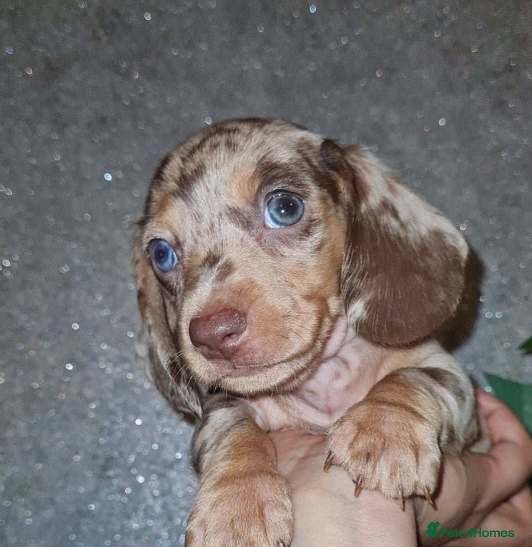 Miniature Dachshund dogs for sale: 💜Extra miniature chocholate dapple daschunds💜  - Image 23
