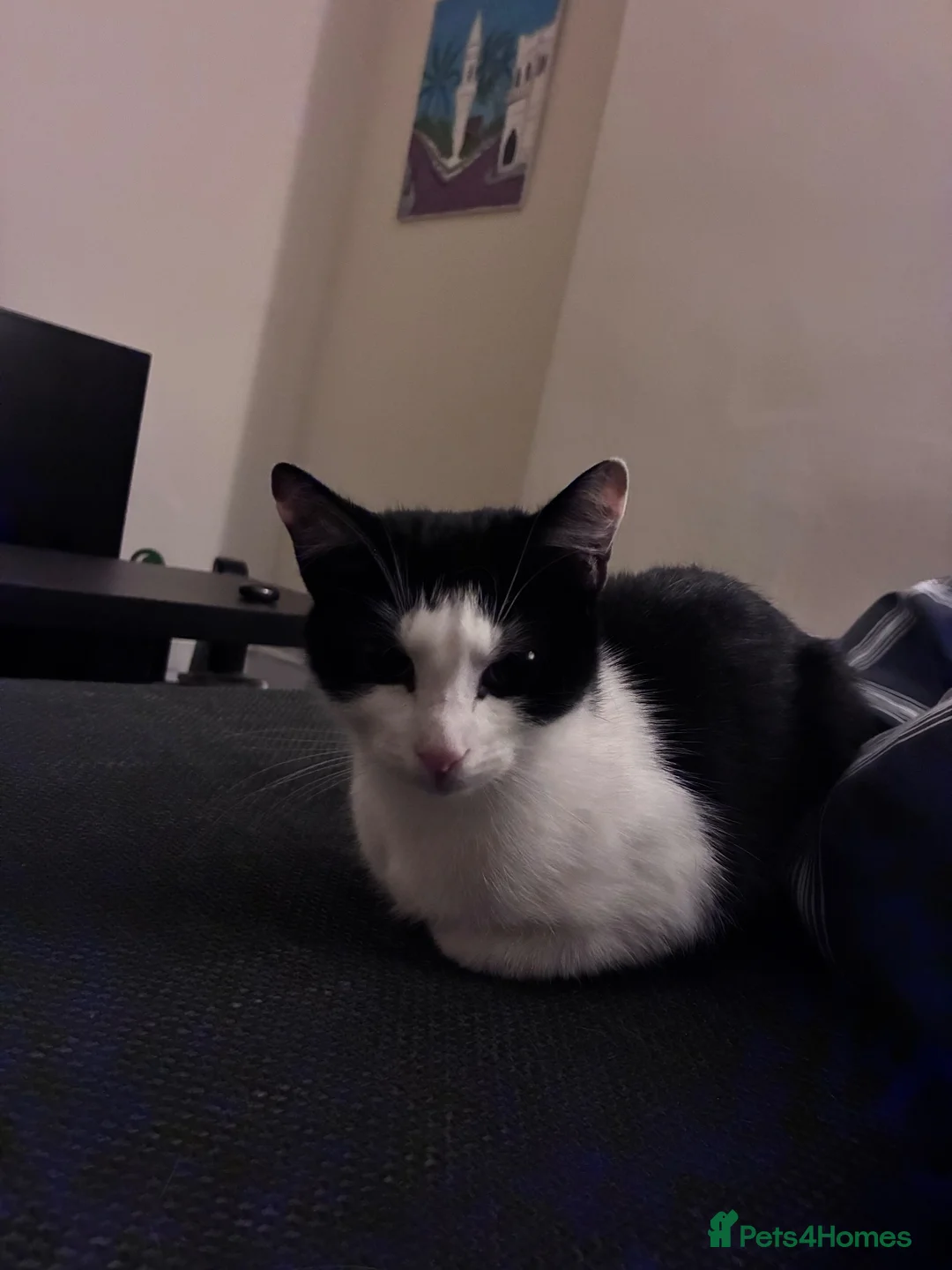Mixed Breed cats for sale: Female Tuxedo Cat  in London - Advert 4