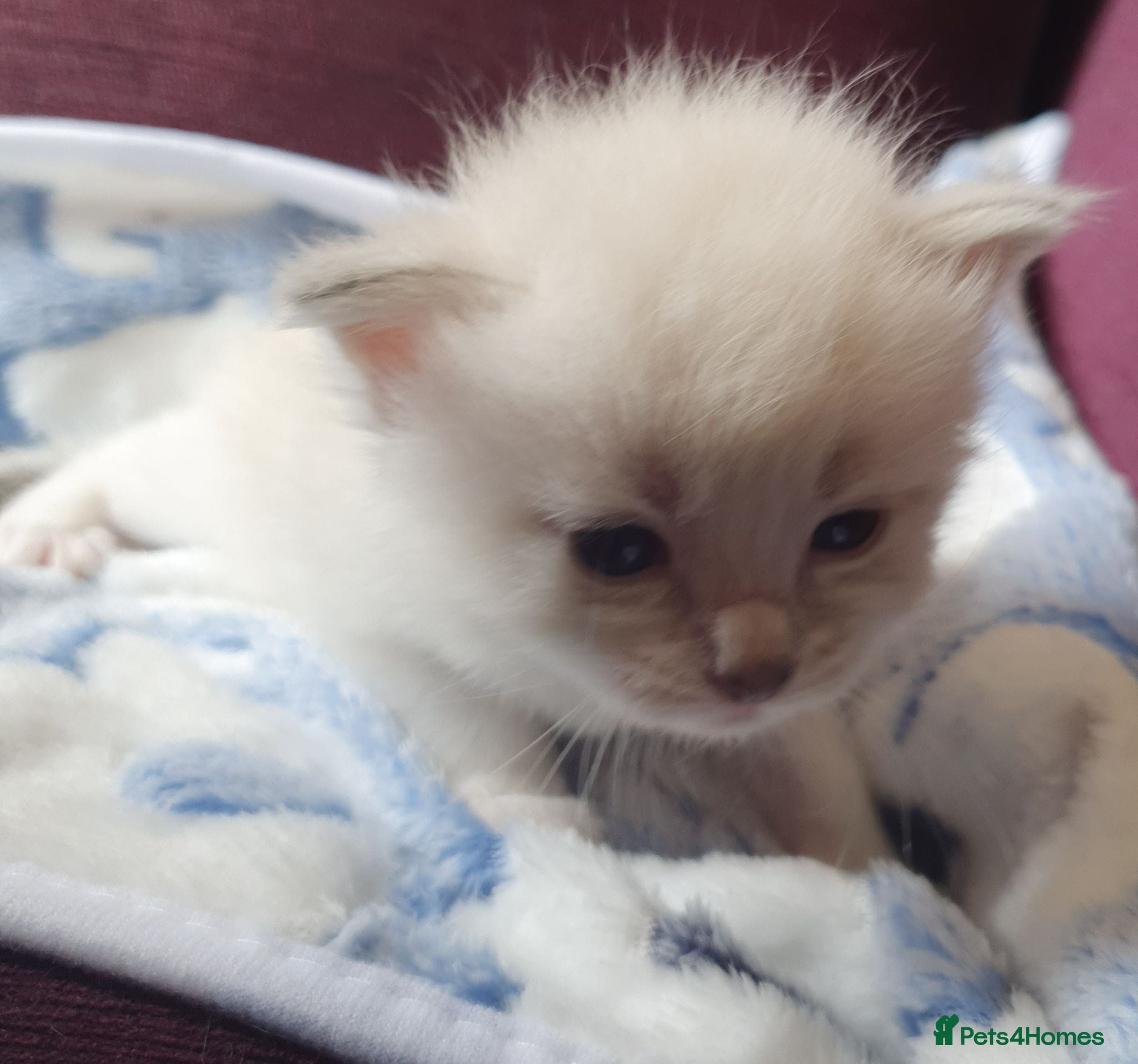 Siberian cats Gorgeous Neva Masquerade Baby Boy - Advert 2