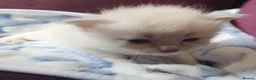 Siberian cats for sale: Gorgeous Neva Masquerade Baby Boy - Advert 2
