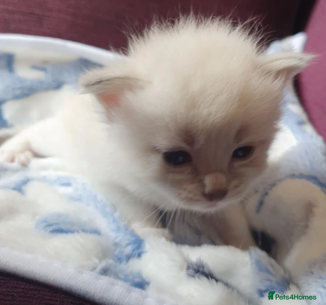 Siberian cats for sale: Gorgeous Neva Masquerade Baby Boy - Advert 2